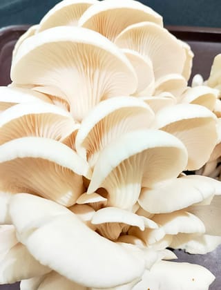 SomaShrooms Immunity Booster Dried Oyster Mushrooms SomaShrooms Immunity Booster Dried Oyster Mushrooms
