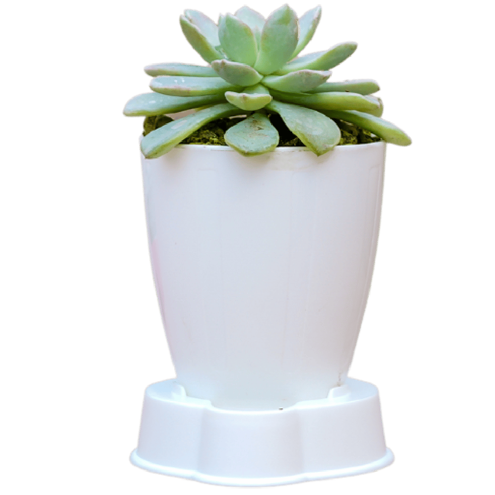 Birthright || Succulents || Plant