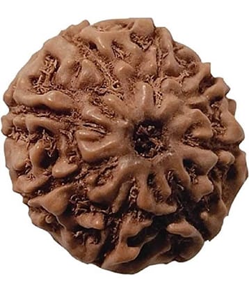 ASTRODIDI 8 Mukhi Rudraksha Eight Face Rudraksh (Small Size) Java Indonesian Bead