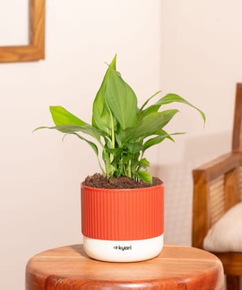 Peace Lily Plant With Mylo Self Watering Pot