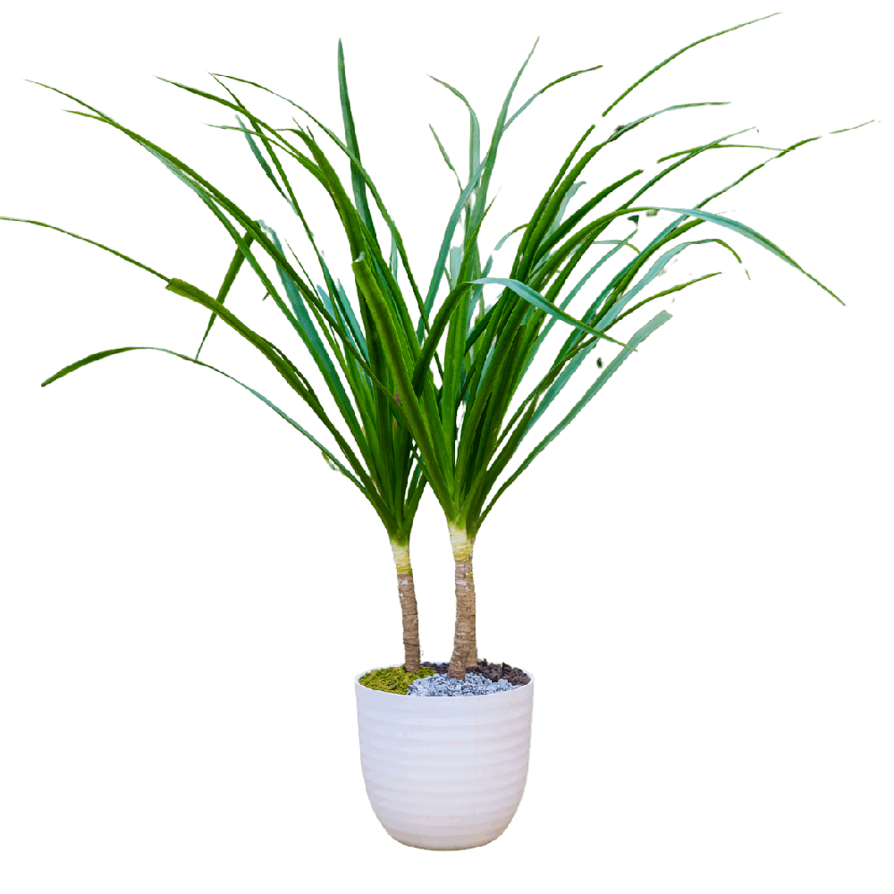 Birthright || Dracaena || Plant