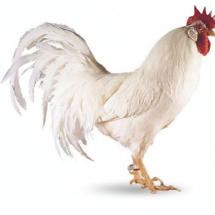 Fresh Chicken - 1 kg - One pack of fresh chicken