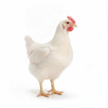 Fresh Whole Chicken - 1 kg - One whole chicken