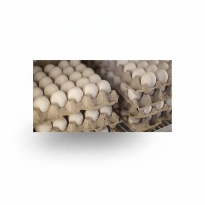 Fresh White Eggs in Pulp Trays - 20 kg - 200 individual white eggs