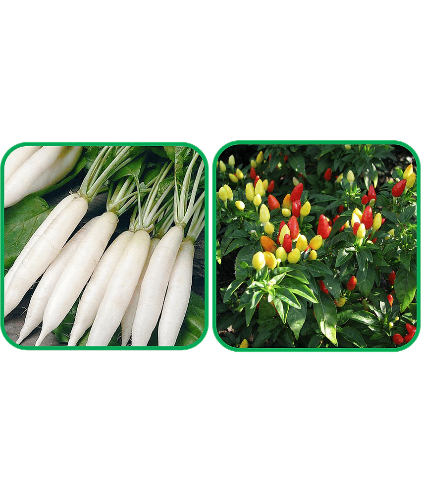Aero Seeds Ornamental Chilli ( 30 Seeds) And Radish White Long (100 Seeds) Vegetable Seeds Pack