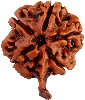 RUDRA DIVINE Rudraksha Pack of 1