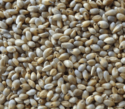 Kambu (Pearl Millet / Bajra) rice
