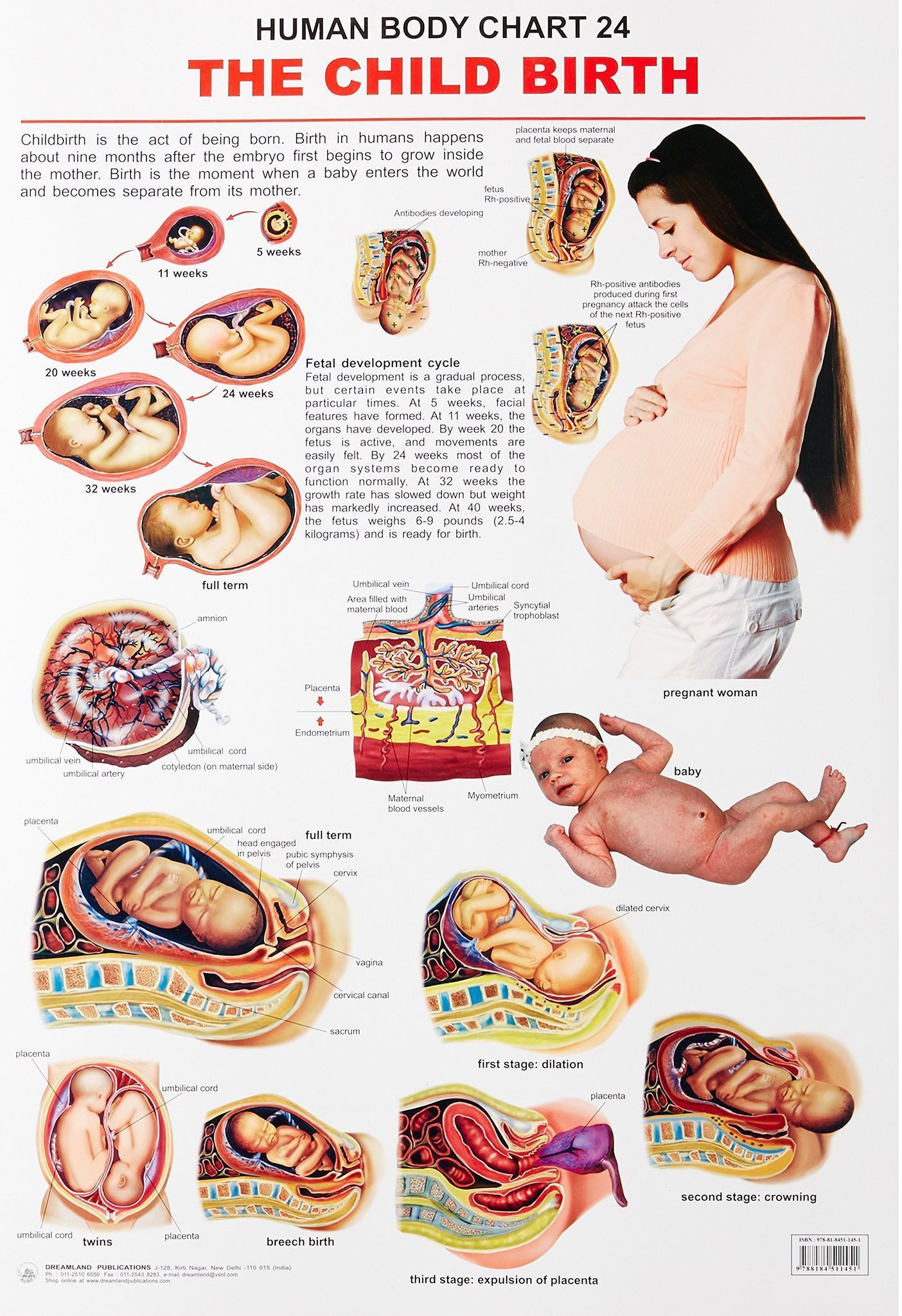 The Child Birth Wall Chart (Human Body Chart) - Both Side Hard Laminated (Size 48 x 73 cm) [Poster] Dreamland Publications