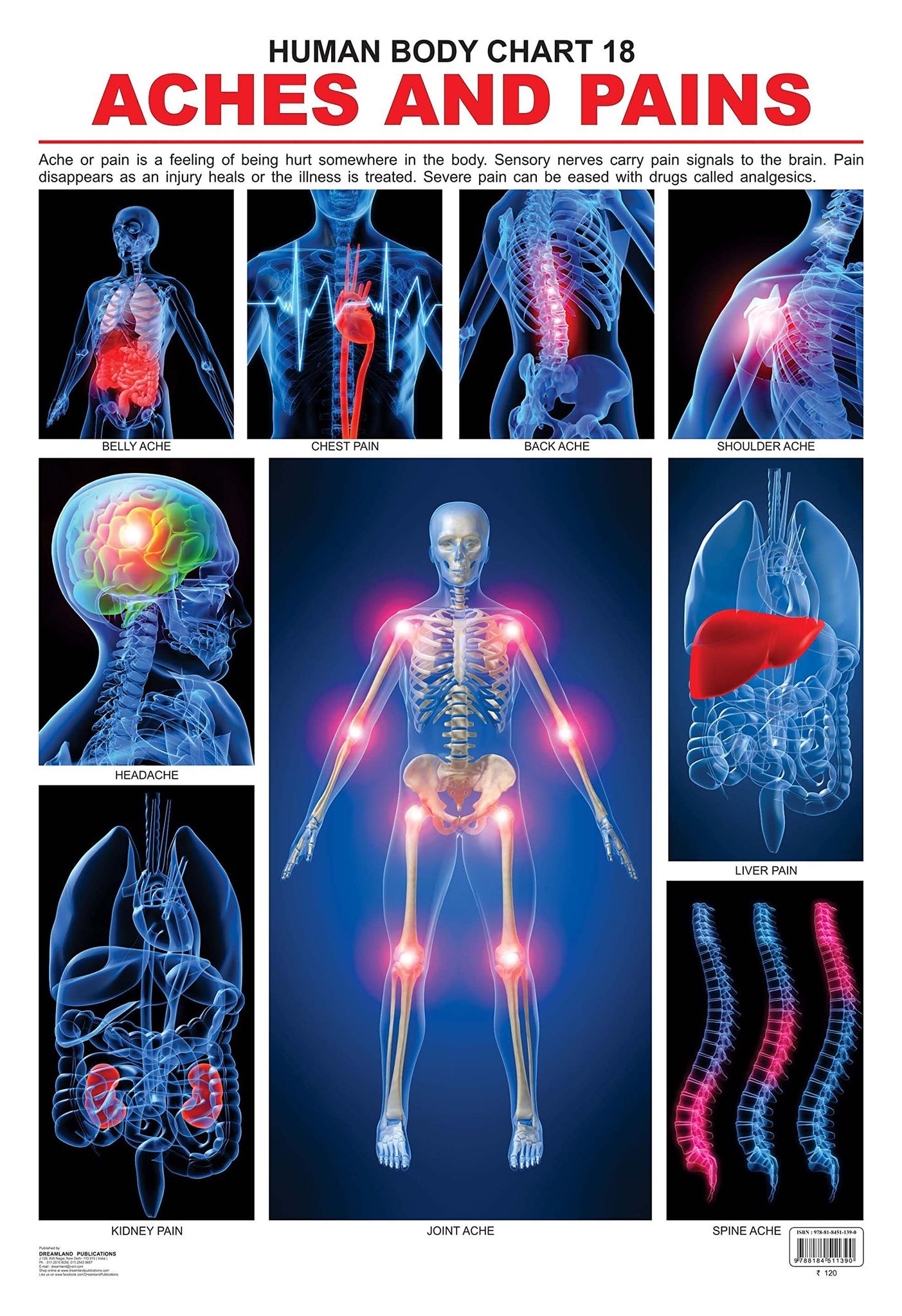 The Pains Wall Chart (Human Body Chart) - Both Side Hard Laminated (Size 48 x 73 cm) [Poster] Dreamland Publications [Poster] Dreamland Publications