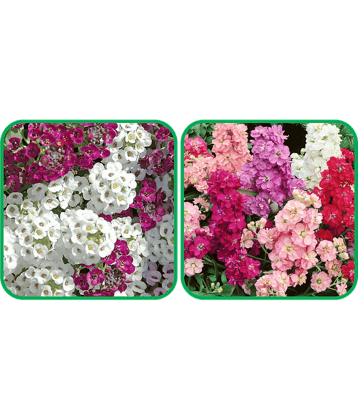 Aero Seeds Stock Mix Color (50 Seeds) And Alyssum Mix Color (50 Seeds) Flower Seeds Pack