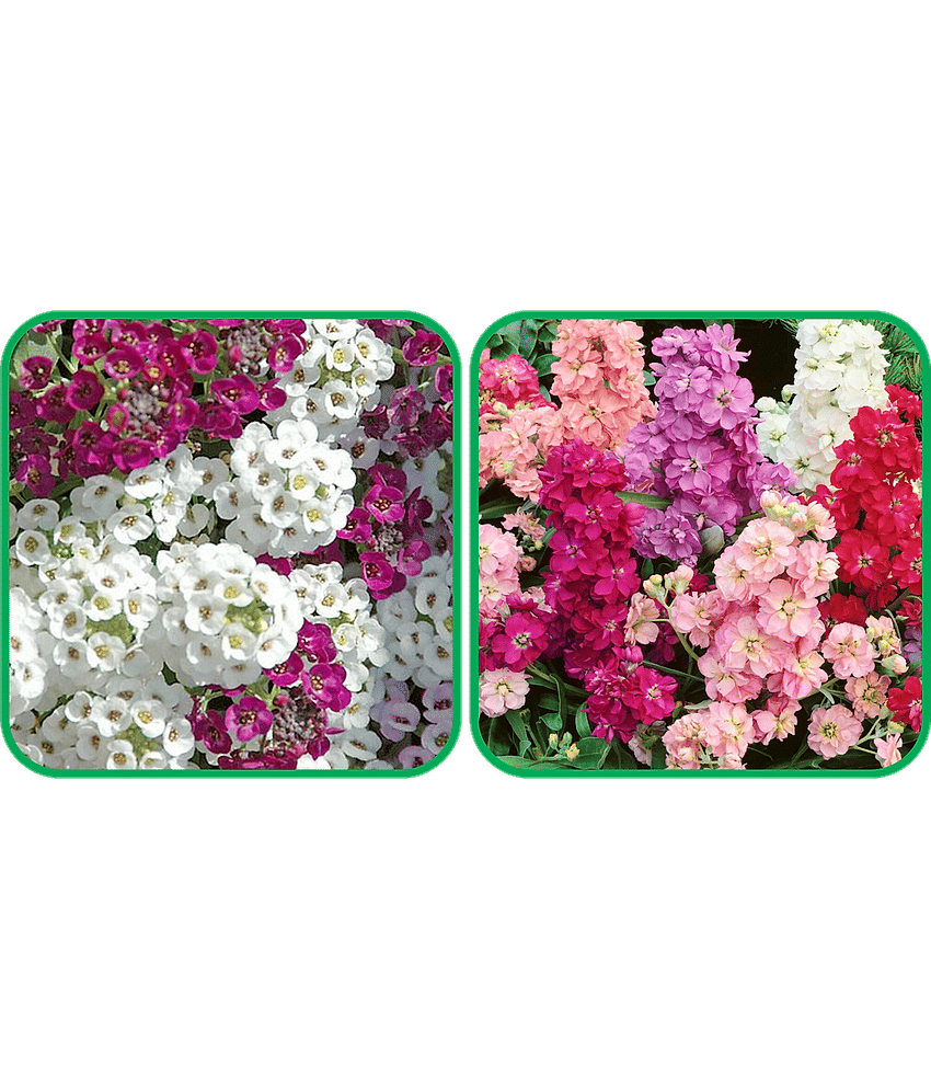 Aero Seeds Stock Mix Color (50 Seeds) And Alyssum Mix Color (50 Seeds) Flower Seeds Pack