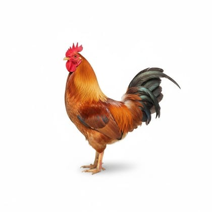Fresh Farm Chicken - 1 kg - One whole chicken