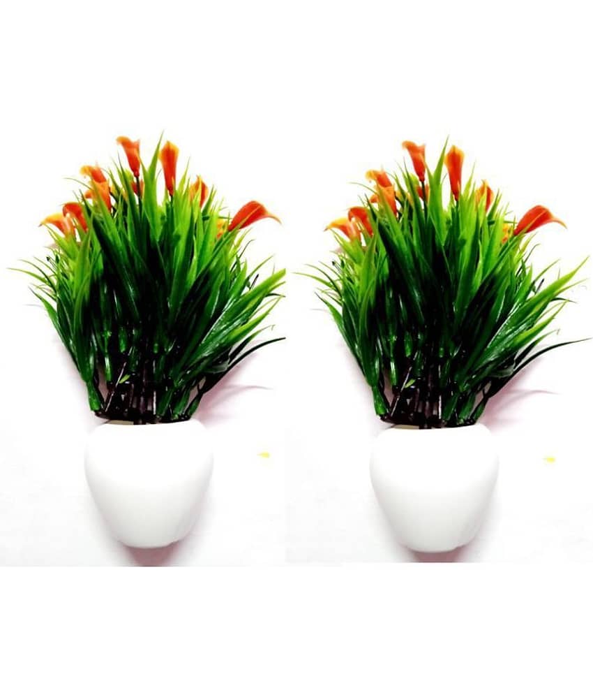 Green plant indoor Wild Flower Orange Flowers With Pot - Pack of 2