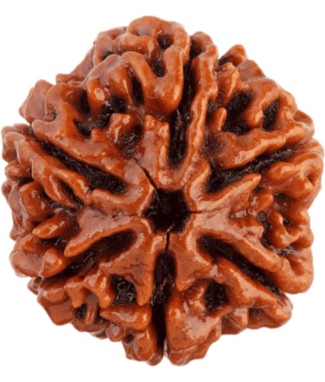 SAUBHAGYA GLOBAL SIDDHA SIX MUKHI NEPAL RUDRAKSHA LAB CERTIFIED 6 Face Rudraksha