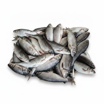 Fresh Rohu Fish - 1 kg - Fresh Rohu Fish