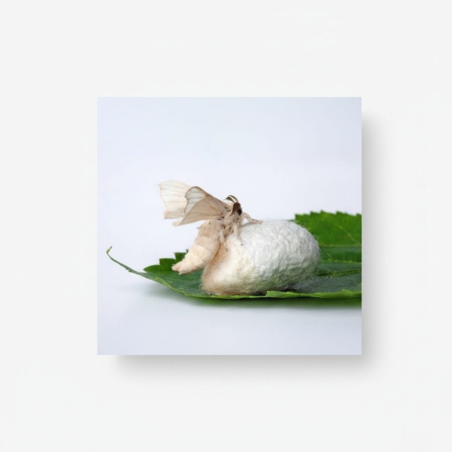 Raw Silk Silkworm Cocoon - 26 kg - 40 count of silkworm cocoons