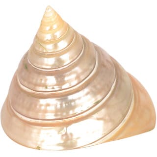 KESAR ZEMS Natural Pooja Shankhu Stone Non-Blowable Shankhu For Pooja Ornaments 6.5 x 6 x 6 CM Cream, Glossy Finish.
