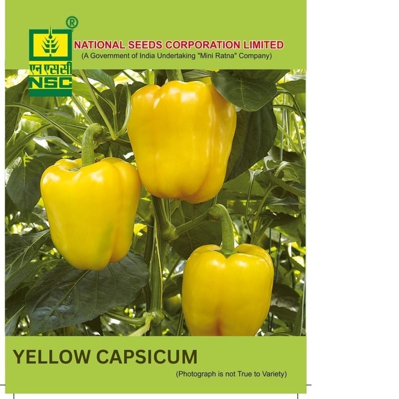 NSC Yellow Capsicum Seed