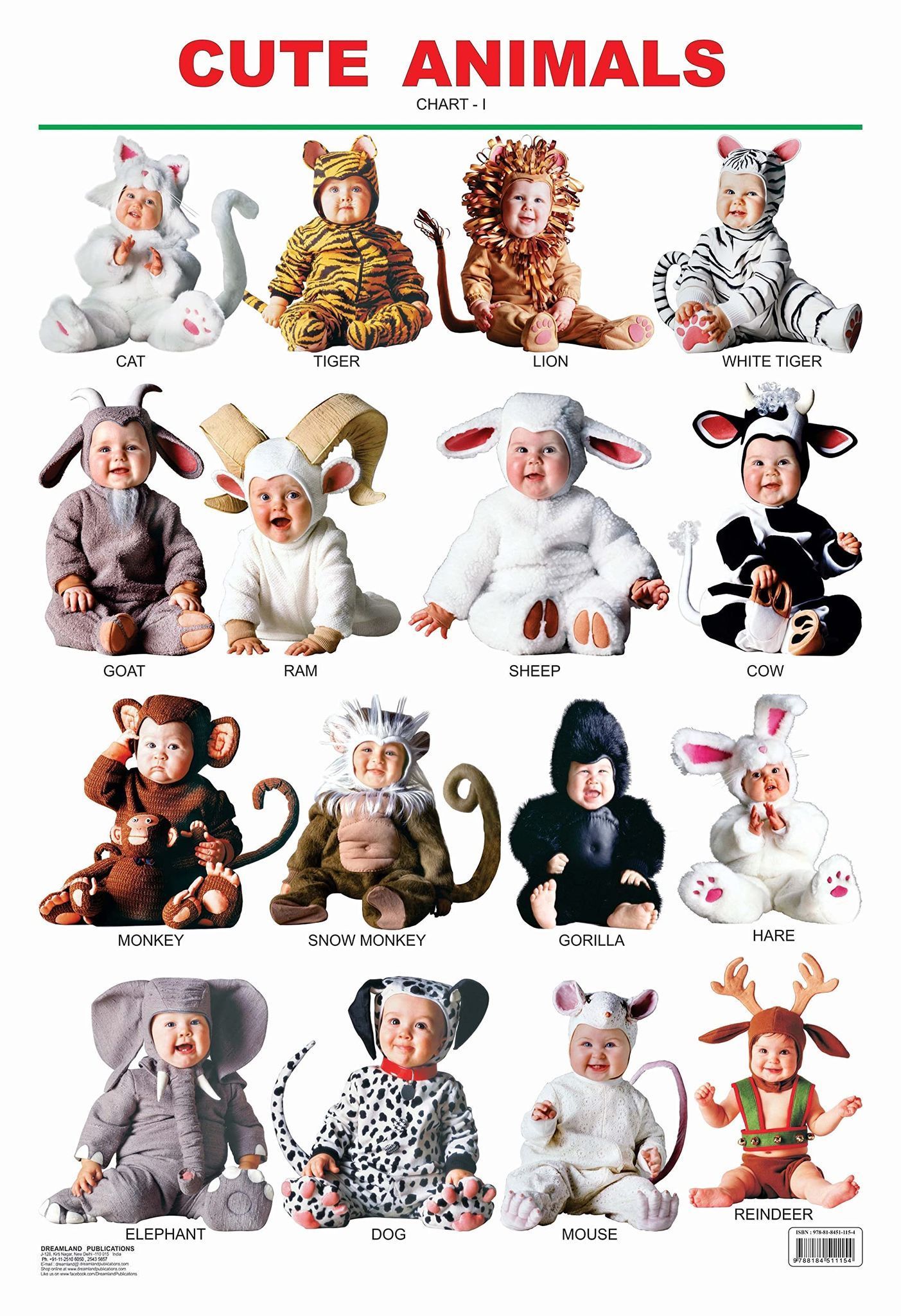 Cute Animals - 1 Educational Wall Chart For Kids - Both Side Hard Laminated (Size 48 x 73 cm) [Paperback] Dreamland Publications