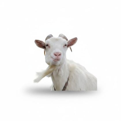 Live Goat - 20 kg - One live goat