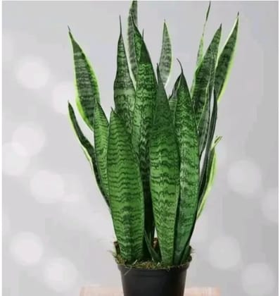Snake plant