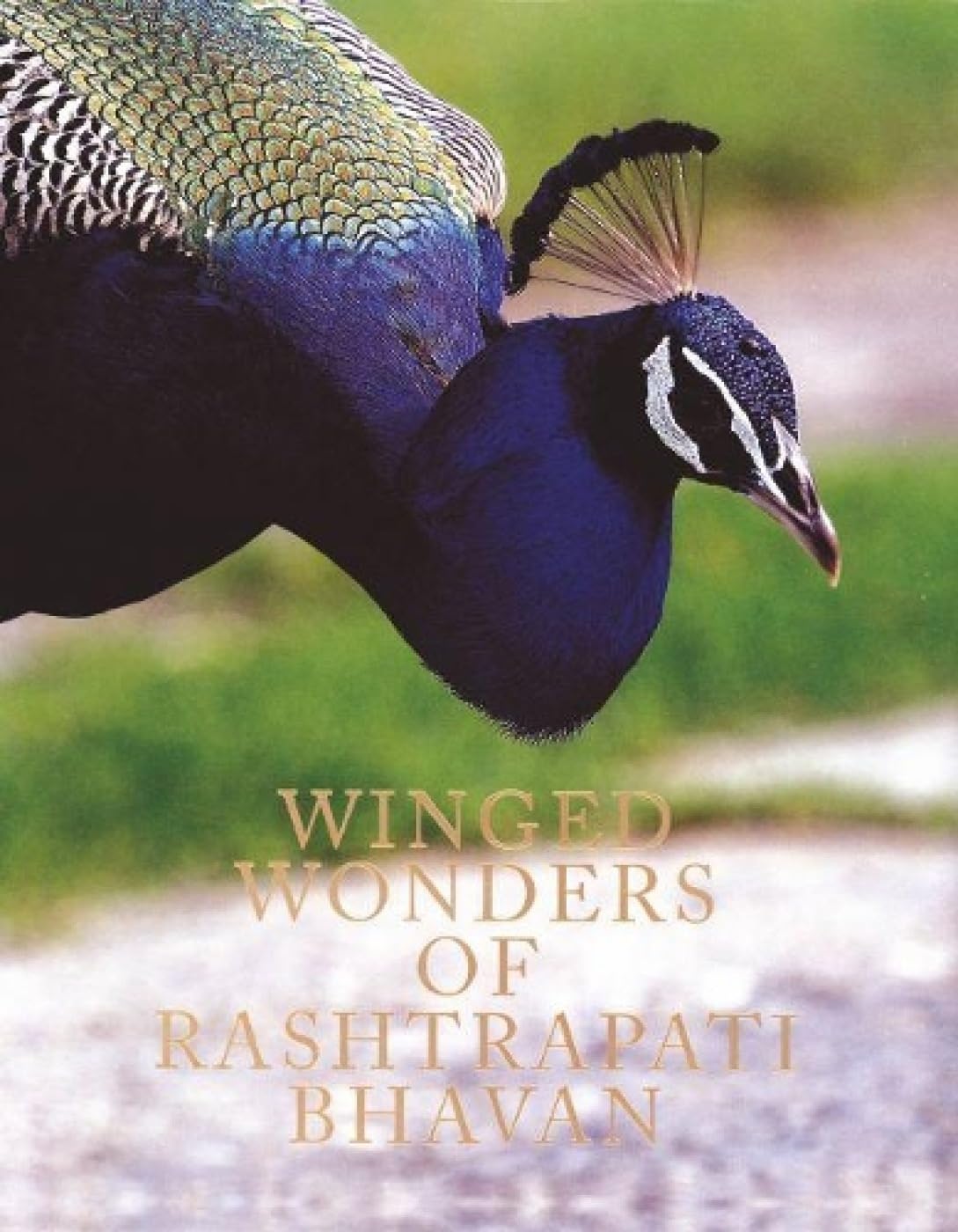 Winged Wonders of Rashtrapati Bhavan [Jan 01, 2014] Publication Division