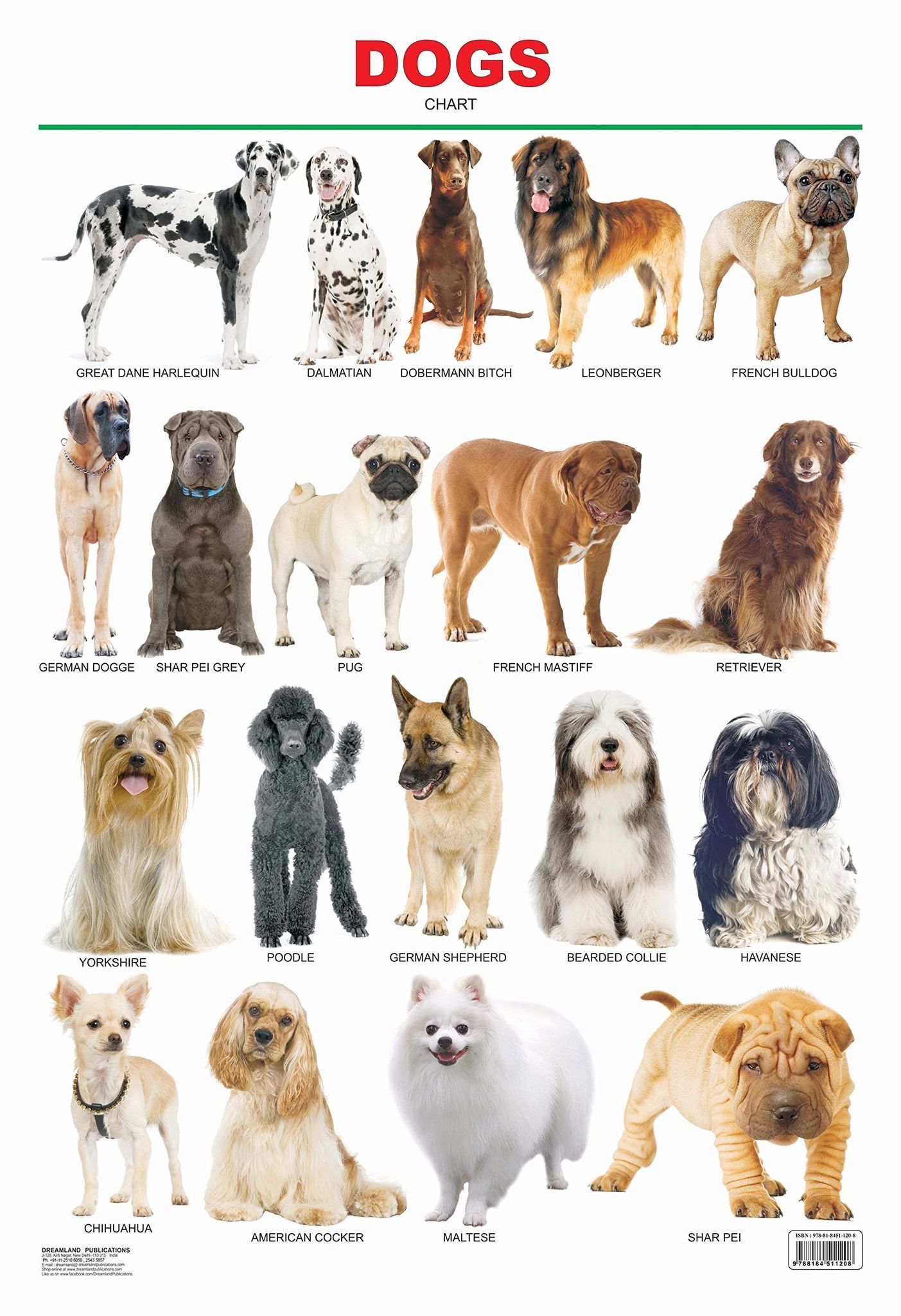Dogs Educational Wall Chart For Kids - Both Side Hard Laminated (Size 48 x 73 cm) [Poster] Dreamland Publications