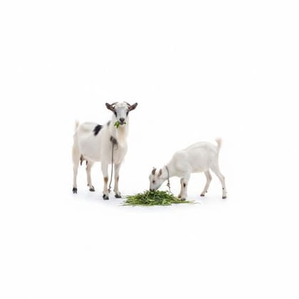 Premium Livestock Feed Mix - 10 kg - One 10kg bag