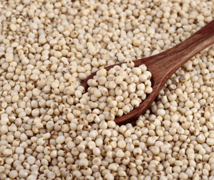Cholam (Sorghum) rice