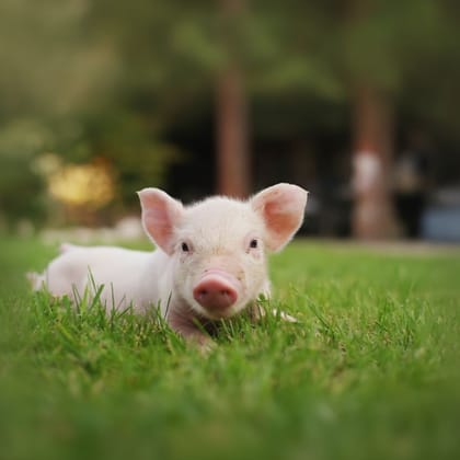 Live Piglet - 5 kg - One healthy live piglet