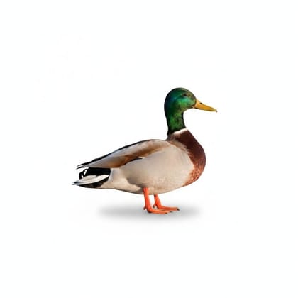 Fresh Duck - 1 kg - One whole duck