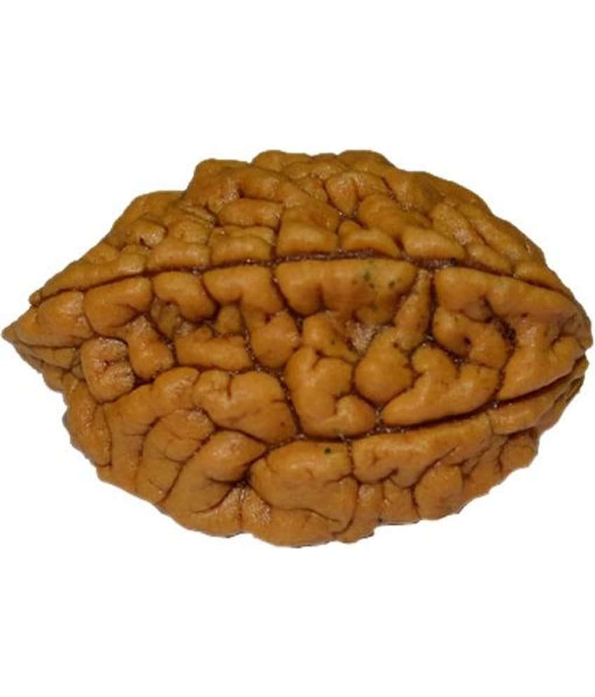 Kriti Creations Feng Shui 2 Mukhi Rudraksha