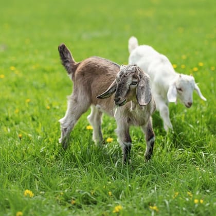 Fresh Premium Goat Meat - 10 kg - One pack of 10kg goat meat