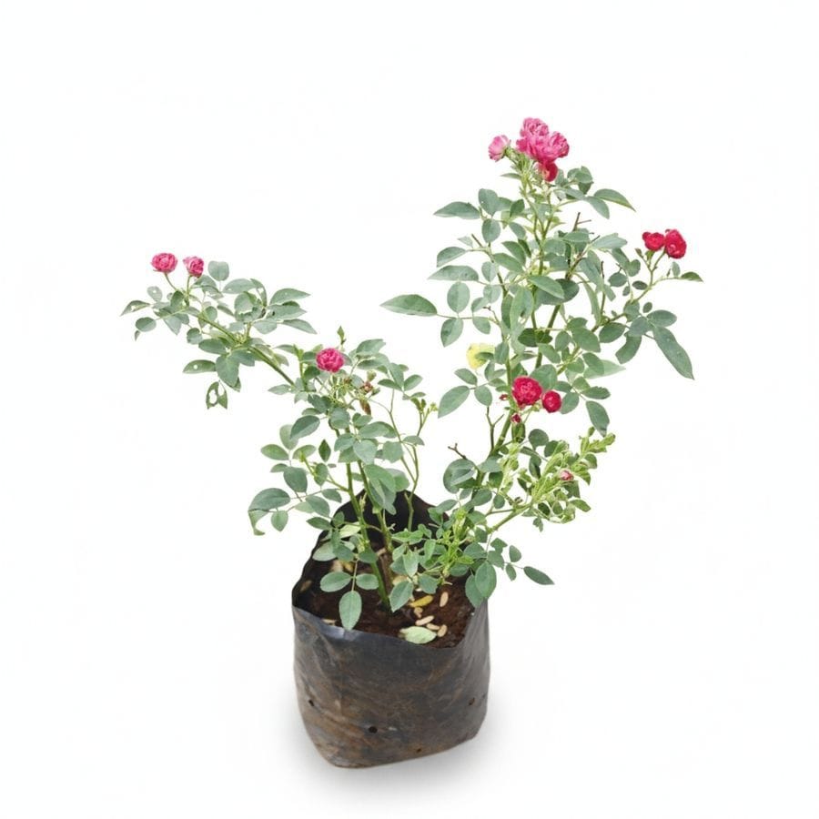 Live Miniature Red Rose Plant in Poly Bag