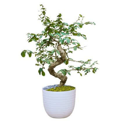 Birthright || Chinese Elm || Plant Birthright || Chinese Elm || Plant