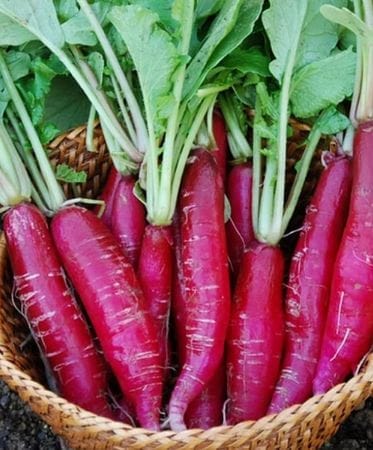 NSC Radish: Pusa Gulabi Tl  Seeds: 100 gms