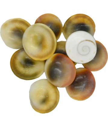 Gomati Chakra Set of 11 Off White |Puja Samagri for Goddess Laxmi  (2 x 2 cm)