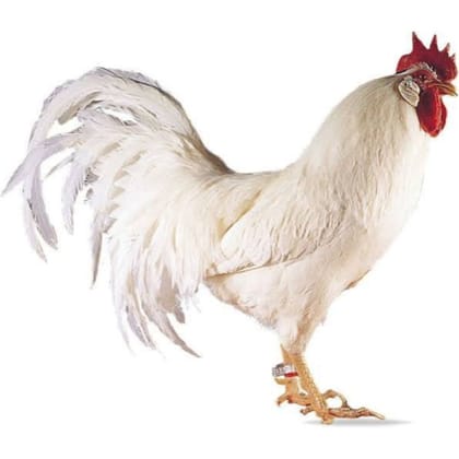Fresh Whole Chicken - 1 kg - One whole fresh chicken
