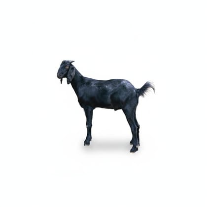 Live Black Goat - 15 kg - One live goat