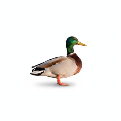 Fresh Whole Duck - 1 kg - One whole duck