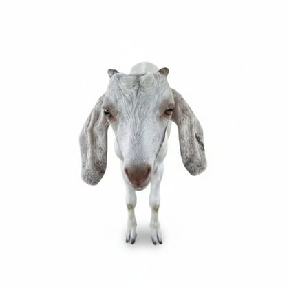 Live Goat - 10000 kg - One live goat