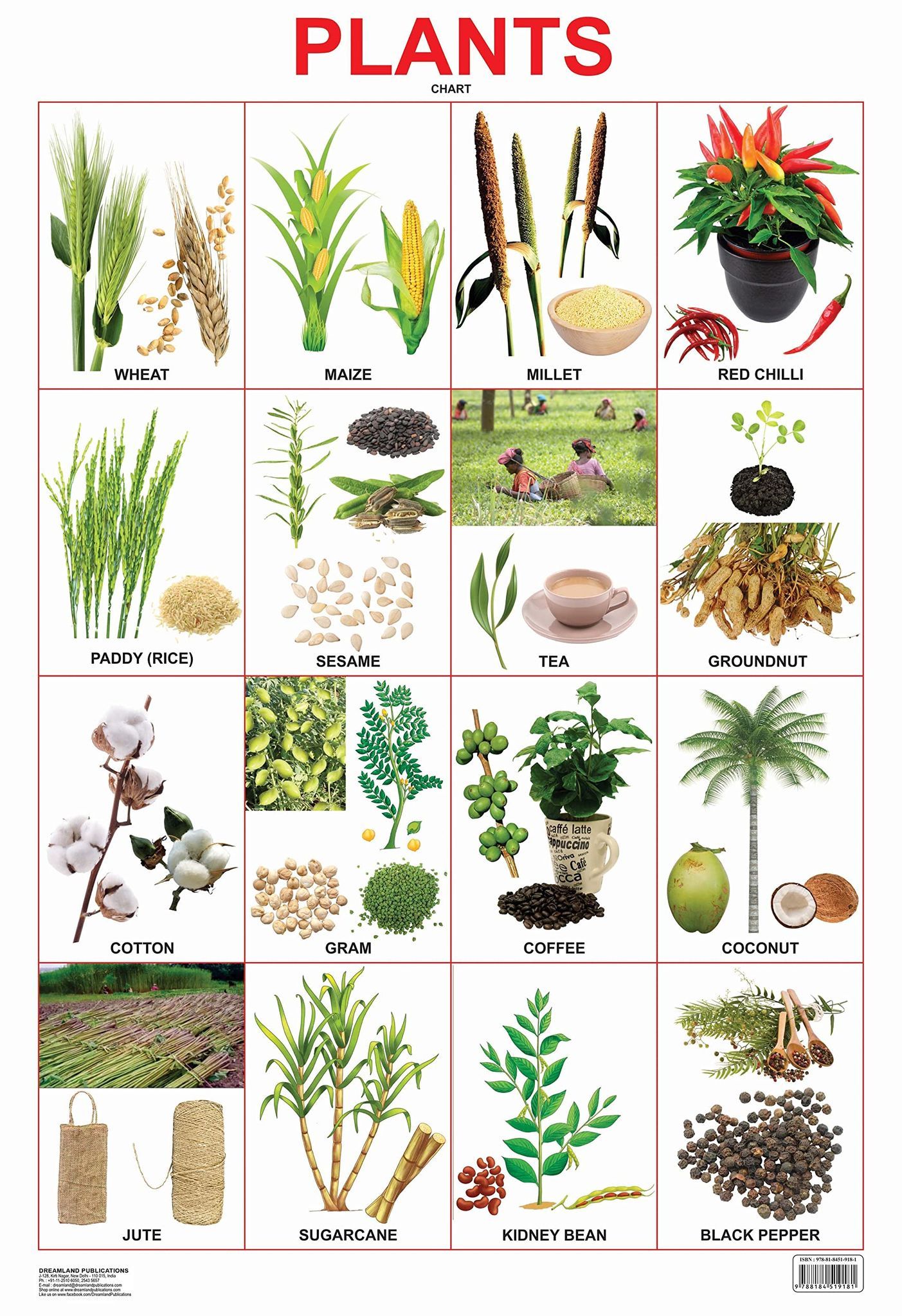 Plants Chart Educational Wall Chart For Kids - Both Side Hard Laminated (Size 48 x 73 cm) [Poster] Dreamland Publications