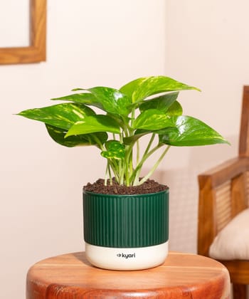Money Variegated Plant With Mylo Self Watering Pot