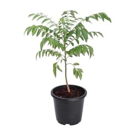 Curry Patta (meetha neem) in 6 Inch Grow Pot Curry Patta (meetha neem) in 6 Inch Grow Pot