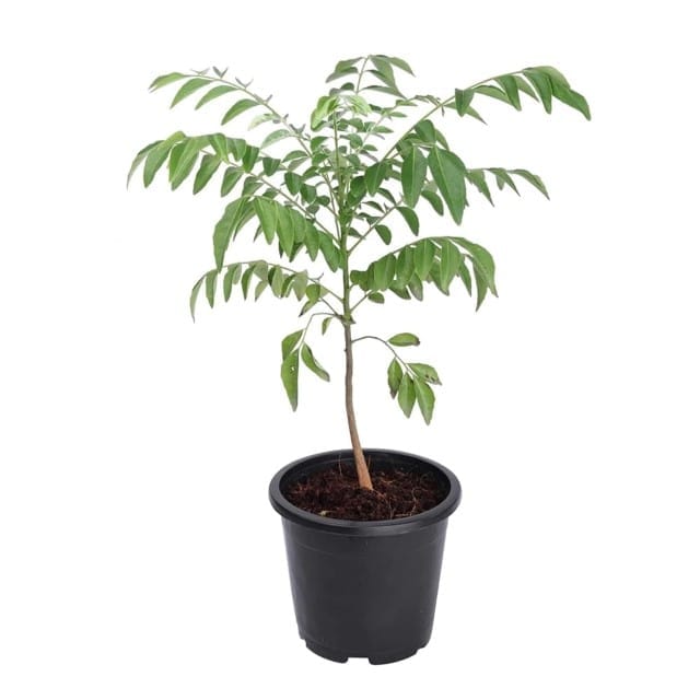 Curry Patta (meetha neem) in 6 Inch Grow Pot