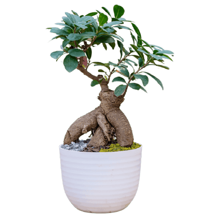Birthright || Ficus Small || Plant
