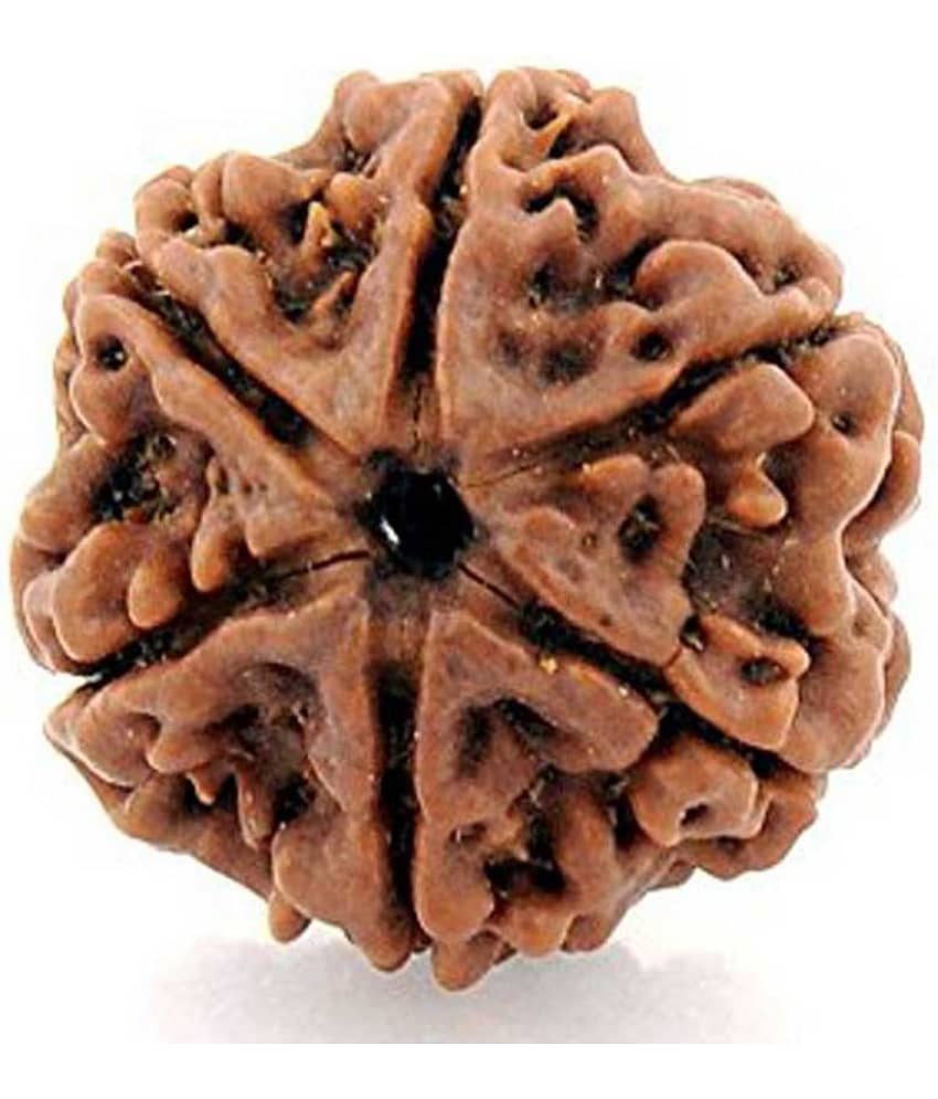 PAYSTORE Rudraksha Pack of 1