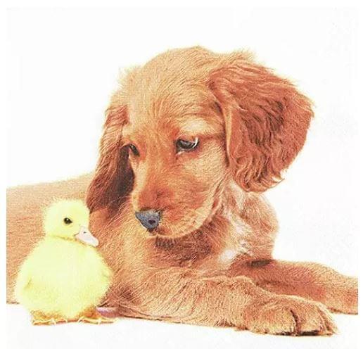 Decoupage Napkin / Tissue papers - 33cm*33cm - GT3025