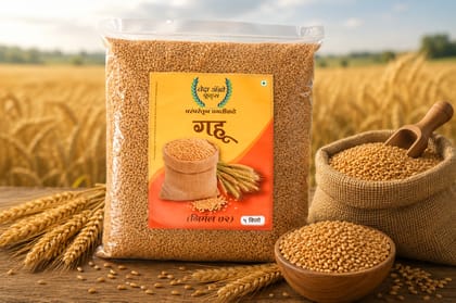 Premium Whole Wheat Grain for Healthy Cooking and Daily Meals