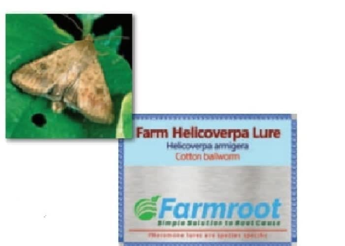 FARM HELICOVERPA LURE WITH FUNNEL TRAP -PACK OF 5